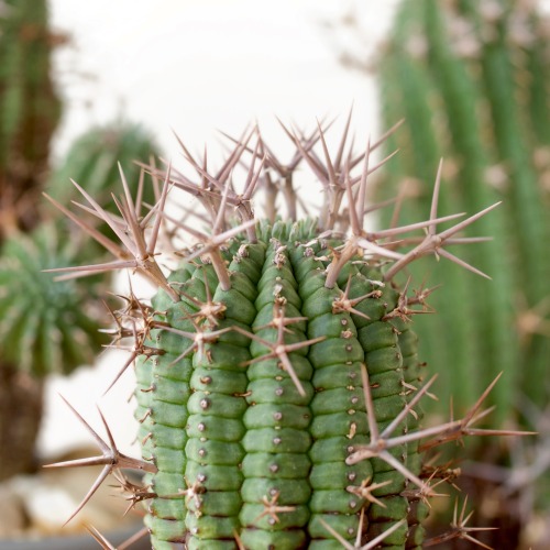 Euphorbia stellispina Haw.