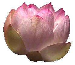 radcookies:Lotus flower blooming (transparent)