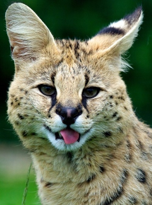 Porn photo funkysafari:  Serval by Capn Kroaker