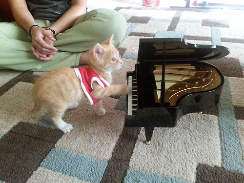 chauvinistsushi:  THIS IS A PICTURE OF A KITTEN WEARING A LITTLE RED VEST PLAYING