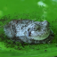 gardentoads