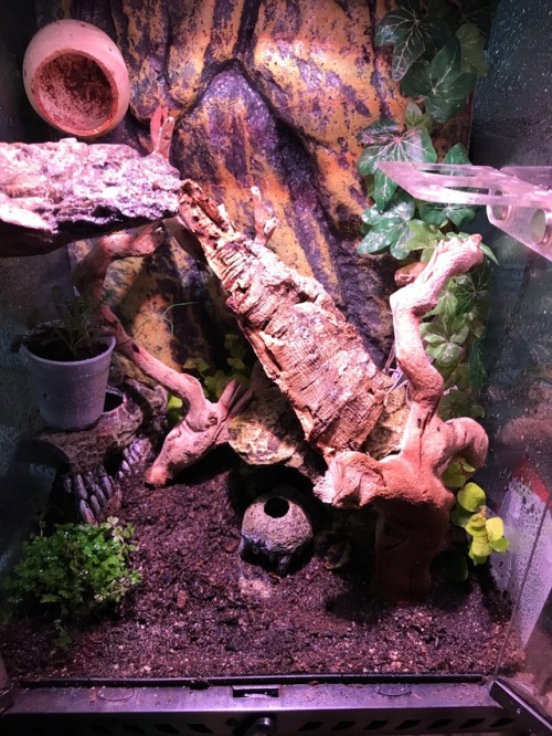 Re-planting the mourning gecko enclosure with some “faerie garden” plants, which turn ou