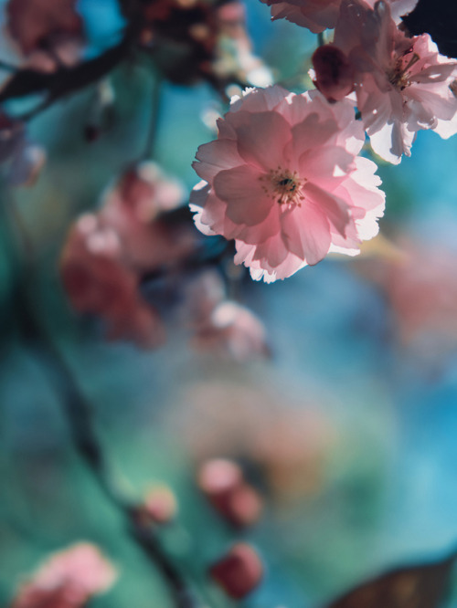 klaasfoto:Mandatory Annual Blossom Photo 2019. (2)