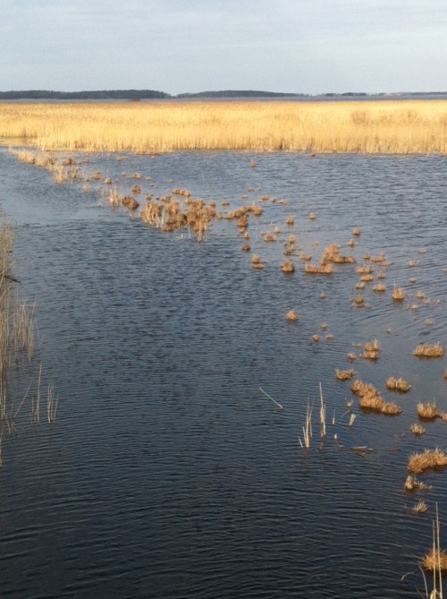 This isn’t art, but we visited a bird-lake (i’m there st least once a year) for a school