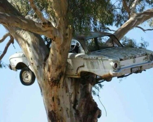 doyoulikevintage:  A falcon nesting in a tree!