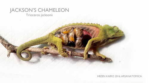 This is a gravid female Jackson’s chameleon that died giving birth in the recent heat wave. At first