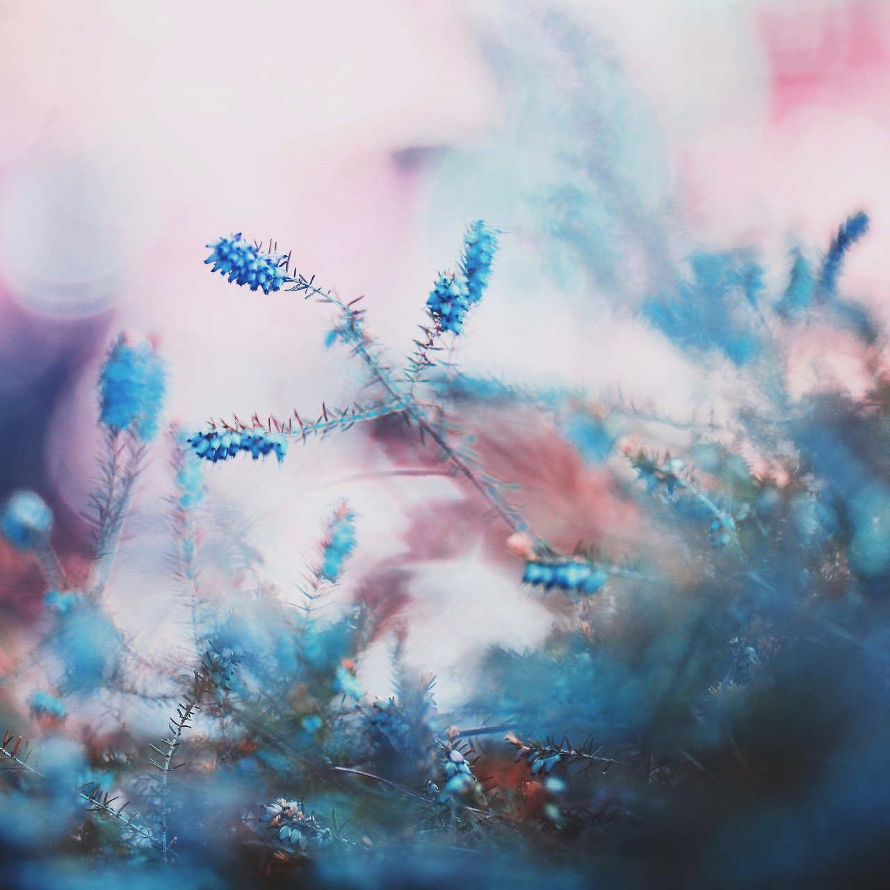 te5seract:    crown, Untitled &amp;  Heather   by coral staley-hall