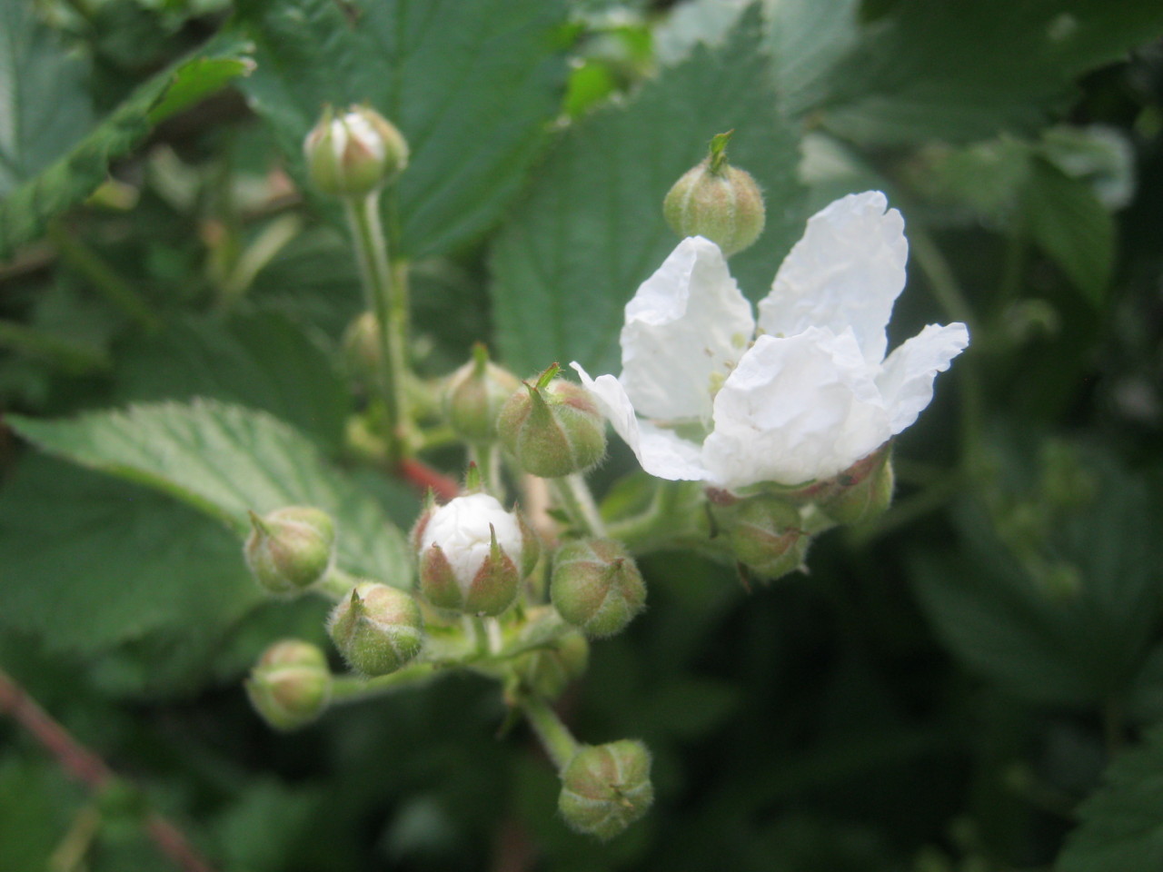 havekat:  Blackberry