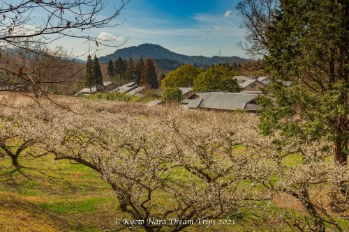 White plum blossoms in the meadow of “Sunai no Sato” grounds in Ōishi Ryumon village Ots