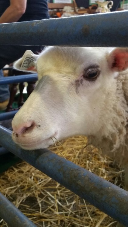 Porn Pics Cute sheepies from the wool fair over the