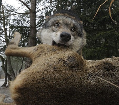 wolveswolves:  By Jaroslav Vogeltanz