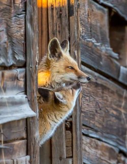 pagewoman:  Red Foxes via Brian May 