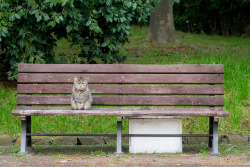 totorohblog:  おとなりすわるか？ May I sit down near? 