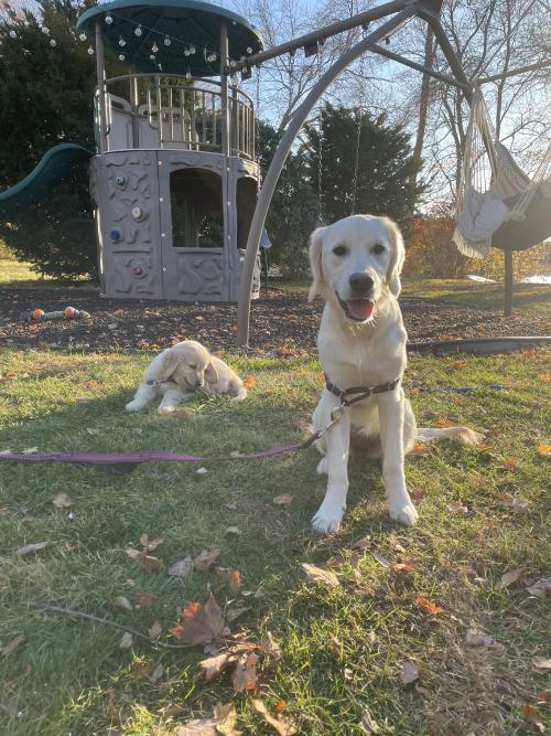 golden-retriever-overload