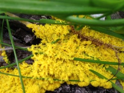 rhamphotheca:  Slime Mold Correction So,