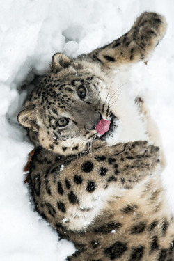 wolverxne:  Playful Snow Leopard - by: Abeselom