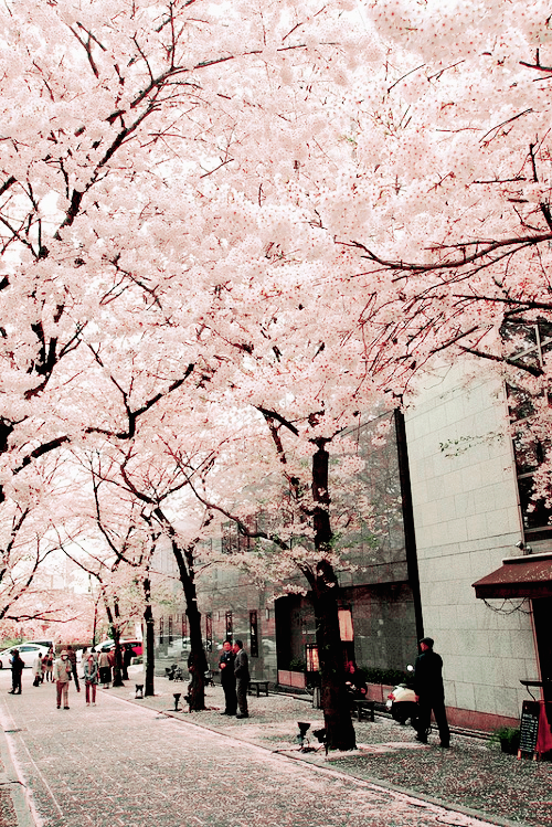 sweetprincessbabygirl:  milkpeu:  Day 17: Kyoto (by Astro Oscar ||*||)   🌸I would be so happy here🌸