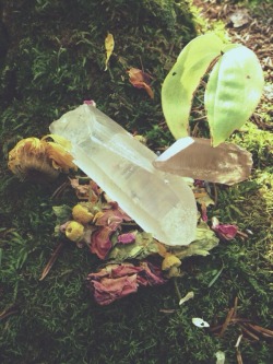 newmoongoddess:I’ve been gifted beautiful Lemurian Seed Quartz🍂💕🍄 such a powerful energy to them, yet very balanced with gentle healing.