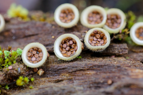 steepravine:Bumping Birds Nest Fungus(Sonoma County, California - 2/2016)