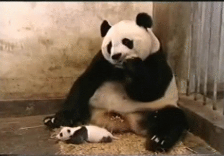 Baby Panda Gif Explore Tumblr Posts And Blogs Tumgir