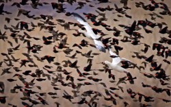 Standing Out In A Crowd (Snow Geese And Red-Winged Blackbirds, New Mexico)