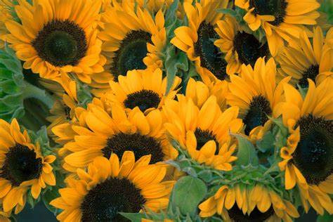 Type Of Flower (HC)