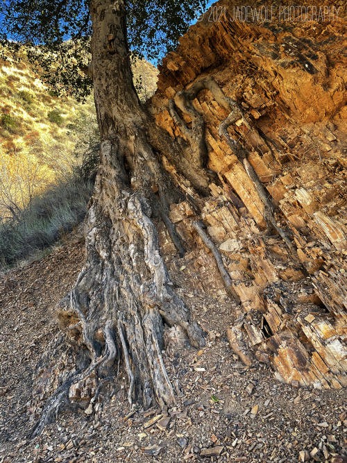 TenacityThis tree is growing straight out of the broken Modelo shale in the canyon.  It clings not t