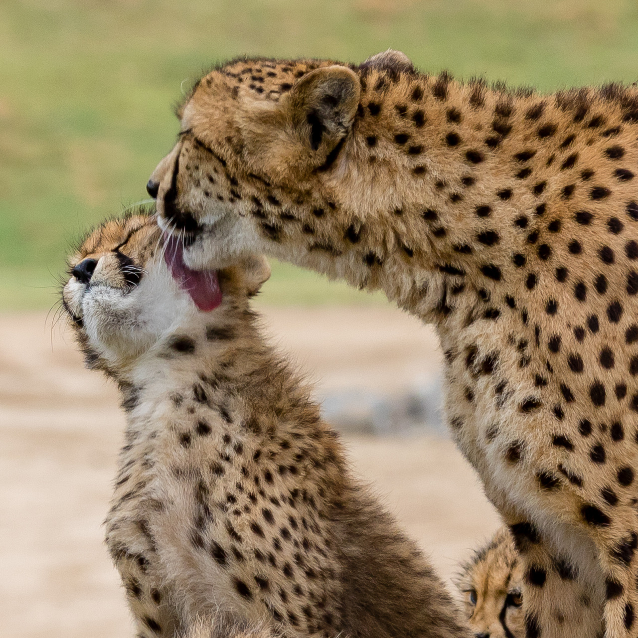 sdzoo:  Moooooom! (photo by Todd Lahman) 