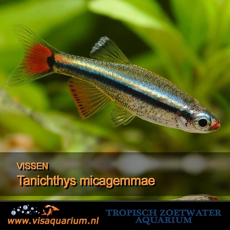 Aquarium vissen : Tanichthys micagemmae
#aquarium #vissen #aquariums #aquaria #aquariumfish #fishaquarium #freshaquarium #aquascape #aquariumhobby #freshwaterfish #monsterfish #aquascaping #aquaflora #tropicalfish #aquariumlife #fishkeeper...