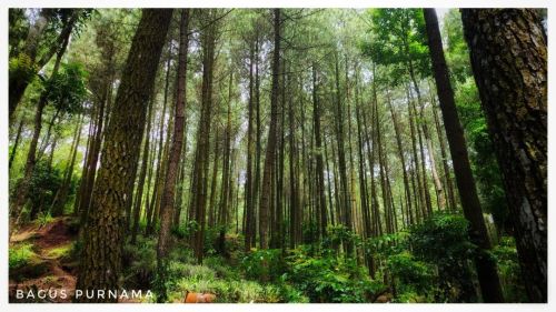 Hutan Pinus Winong, Wajak #trip #travel #family #indonesia #malangselatan  (at Wajak, Kabupaten malang)
https://www.instagram.com/p/CWhwJZWBr0n/?utm_medium=tumblr #trip#travel#family#indonesia#malangselatan
