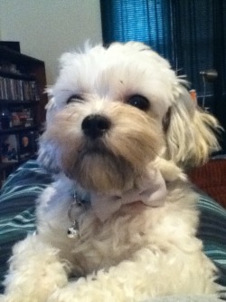 handsomedogs:  My baby boy Gandalf the White laying pretty with his little bow collar :)