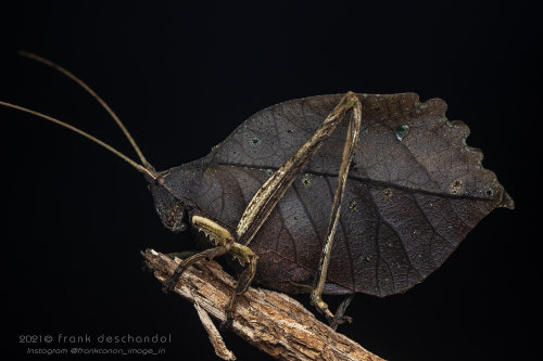 onenicebugperday:Dead leaf katydid, Mimetica cf. crenulata, TettigoniidaePhotographed in Costa Rica 