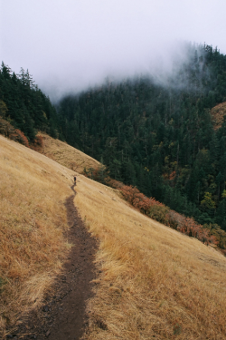 expressions-of-nature:  the path to fall