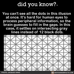 did-you-kno:  You can’t see all the dots in this illusion  at once. It’s hard for human eyes to  process peripheral information, so the  brain guesses to fill in the gaps. In this  case, it settles on intersecting gray  lines instead of 12 black dots.