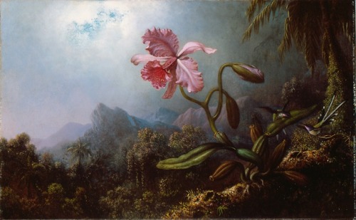 Two Hummingbirds with an OrchidMartin Johnson Heade (American; 1819–1904)1875Oil on canvasHigh Museu