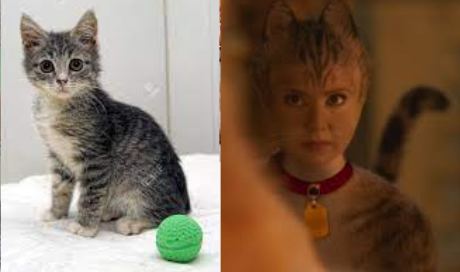 Cats 2019 As Real Cats Cause Why Not