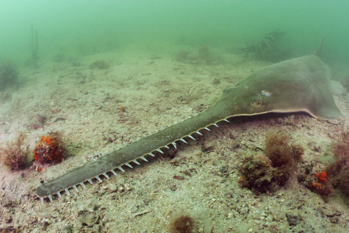 There has been much speculation as to the purpose of the sawfish’s saw.  Speculation was that they w