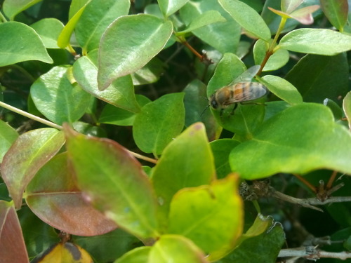 photo-vibes: bees are our friends and we should treat them as such @sixpenceee save the bees!!