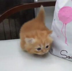 awwww-cute:ʷᵃᵈᵈˡᵉ ʷᵃᵈᵈˡᵉ ʷᵃᵈᵈˡᵉ (Source: http://ift.tt/2CdI005)