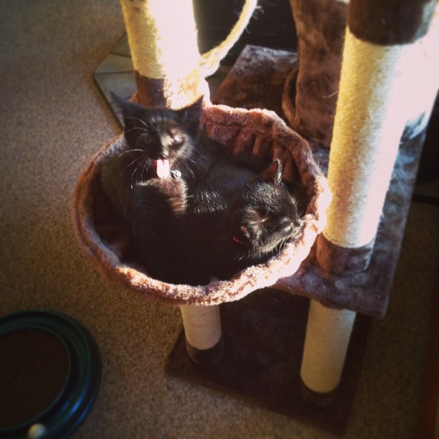 Sitting in the cat tree at grandmas. Too cute #kittens #cats #cute