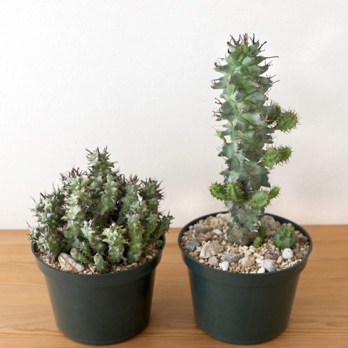 Euphorbia horrida  Boiss.forma monstrosa different 2 types