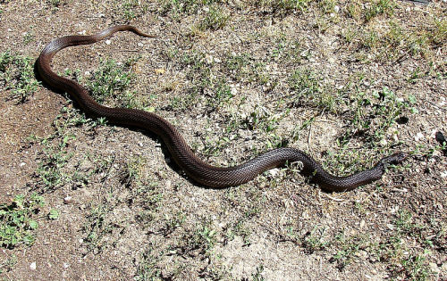 rhamphotheca:Feds propose placing ‘threatened’ tag on snake found only in Alabama and  Mississippiby