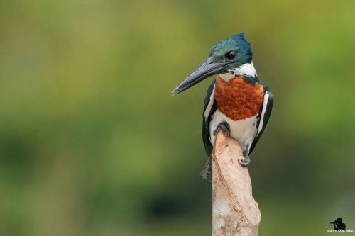 Amazon Kingfisher ♂️#nature_worldwide_birds #bird_captures #your_best_birds #earthcapture #amazonk