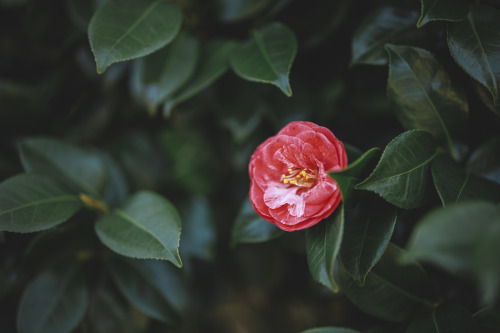 2022-03-27Spring, CamelliaCanon EOS R3 + RF50mm f1.2LInstagram  |  hwantastic79vivid