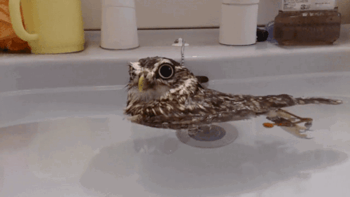 haveahiddles:  gifsboom:  Not a duck.(via Lobo2ffs)[video]  Oh look, a moist owlette