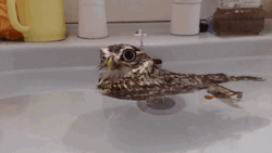 ultracutepets:  “I’m.. a duck, right?”