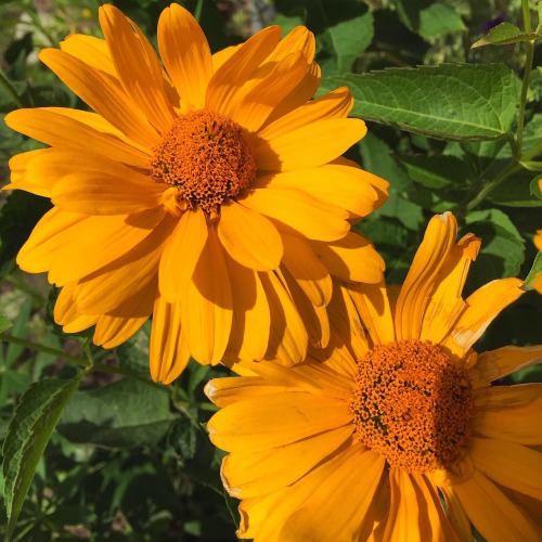 Summer Abundance