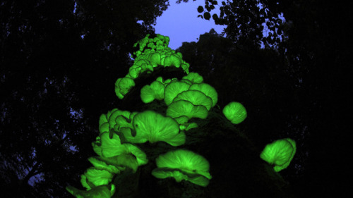  “In an enchanting woodland area of Shikoku, known to locals as the “glowing forest,” mushrooms and fallen leaves emit a magical light for just a short period of time each year.” (via NHK WORLD TV | Hometown Stories) 