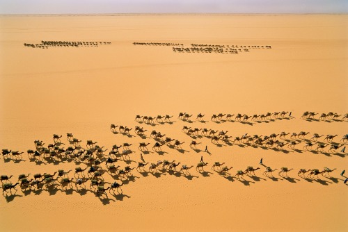 Ténéré DesertLifeless sand dunes where veiled ‘Blue Men’ trade in salt lie at the very heart of the 