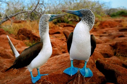 jkhgsl:  sixpenceee:    Blue-Footed Booby   This bird is called the Blue-Footed Booby and can be found in the Galapagos Island. During mating rituals, male birds show off their feet to prospective mates with a high-stepping strut. The bluer the feet,